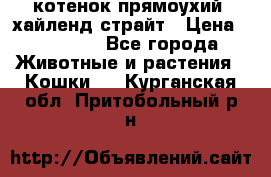 котенок прямоухий  хайленд страйт › Цена ­ 10 000 - Все города Животные и растения » Кошки   . Курганская обл.,Притобольный р-н
